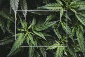 Mature,Marijuana,Plant,With,Bud,And,Leaves.,Texture,Of,Marijuana