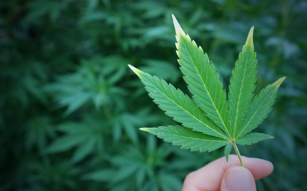 Cannabis,Marijuana,Green,Leaf,In,Hand,On,Cannabis,Blur,Leaves